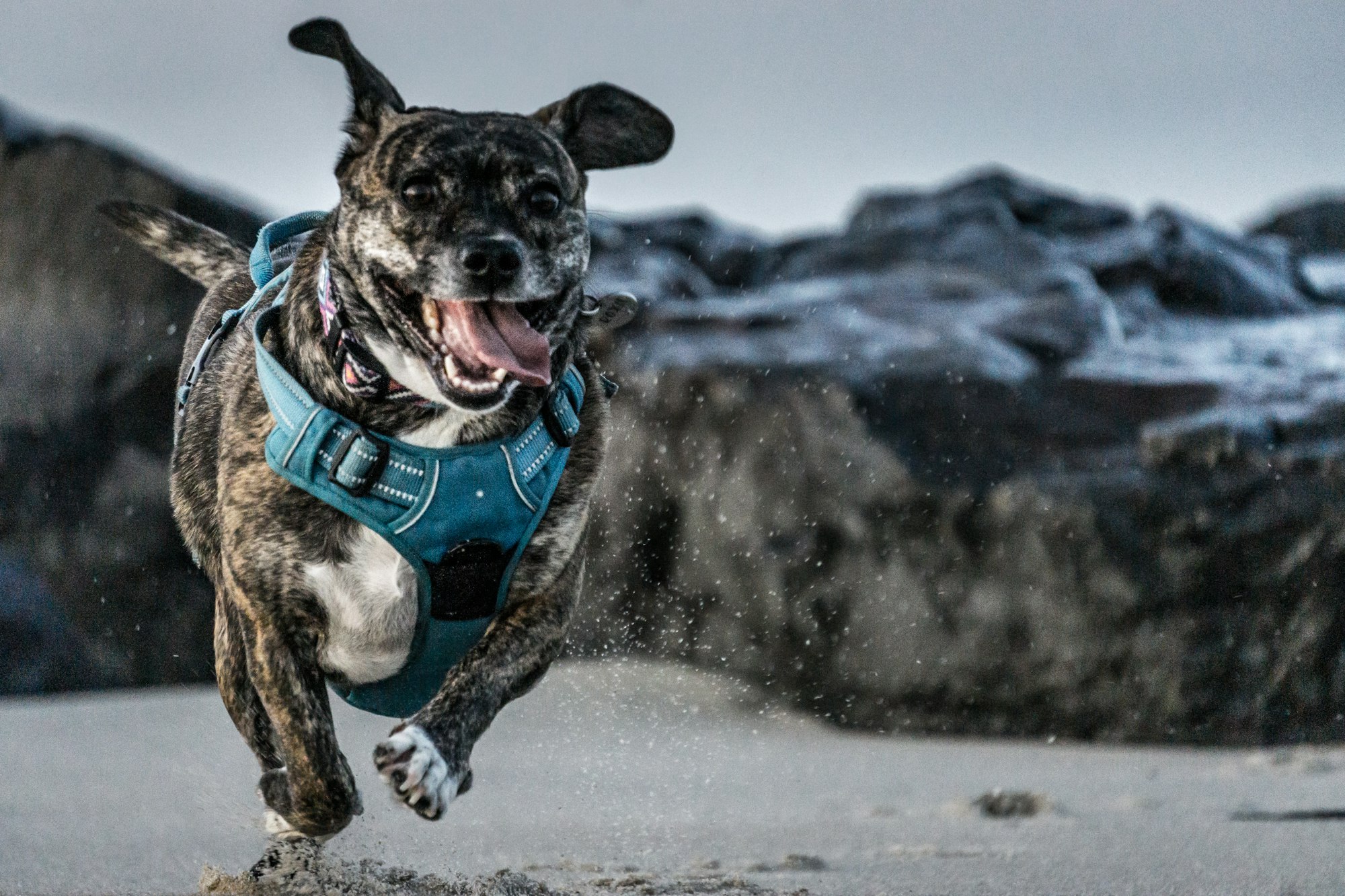 Our cute dog Roxie running on the beach through the sand. 