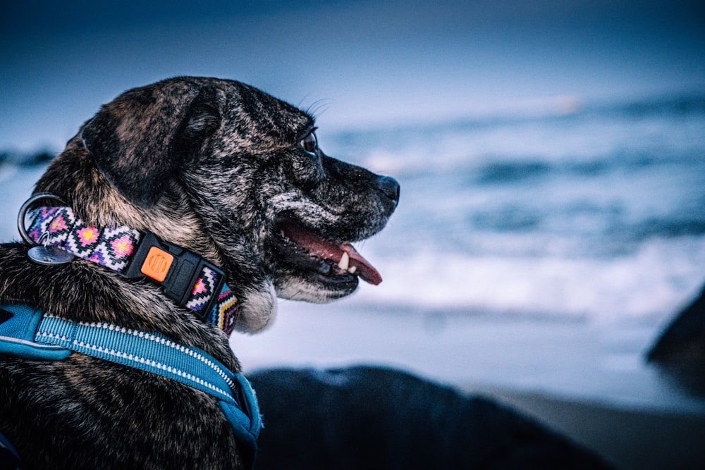 black and white short coated dog with blue and white collar