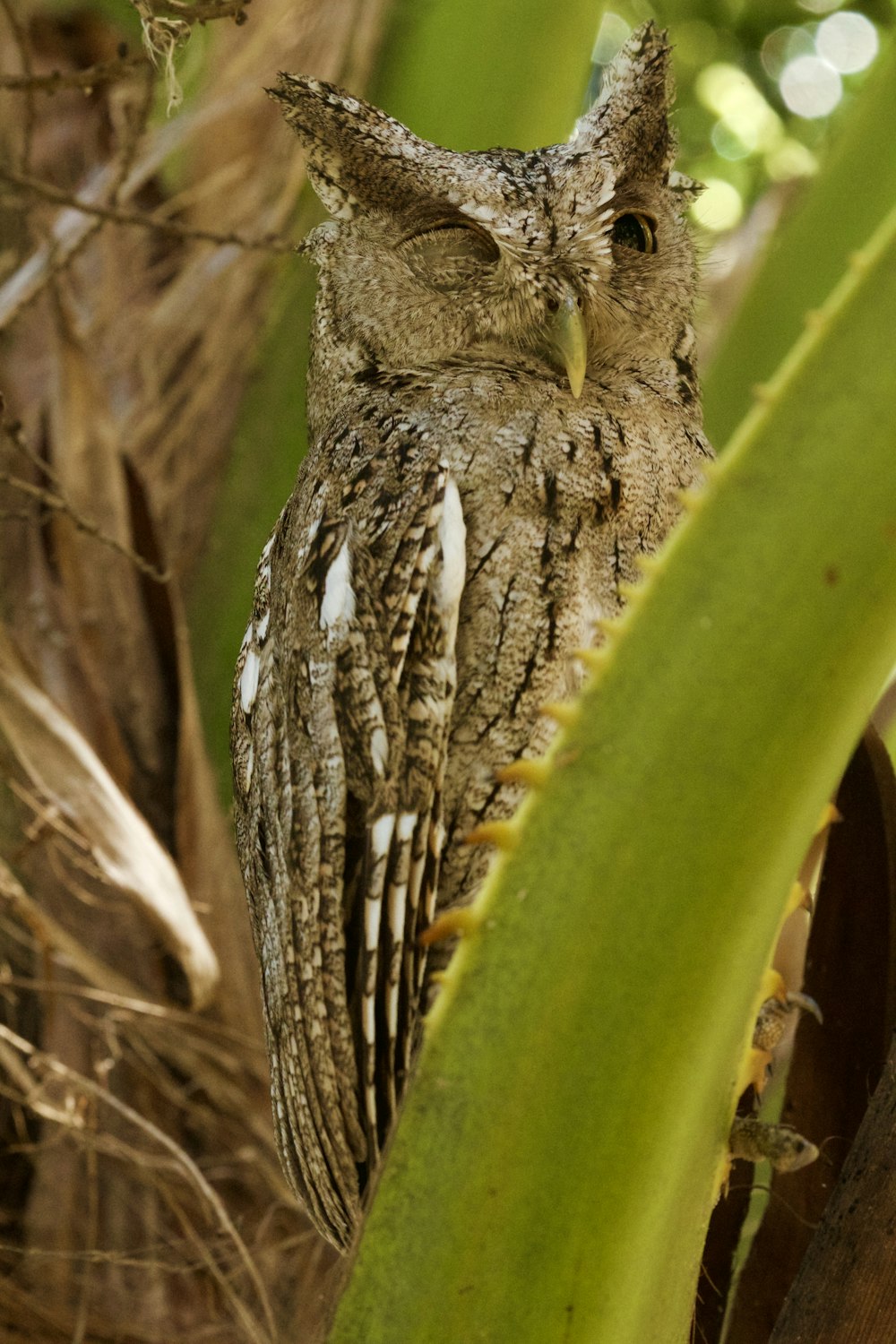 brown and white owl perched on green plant stem