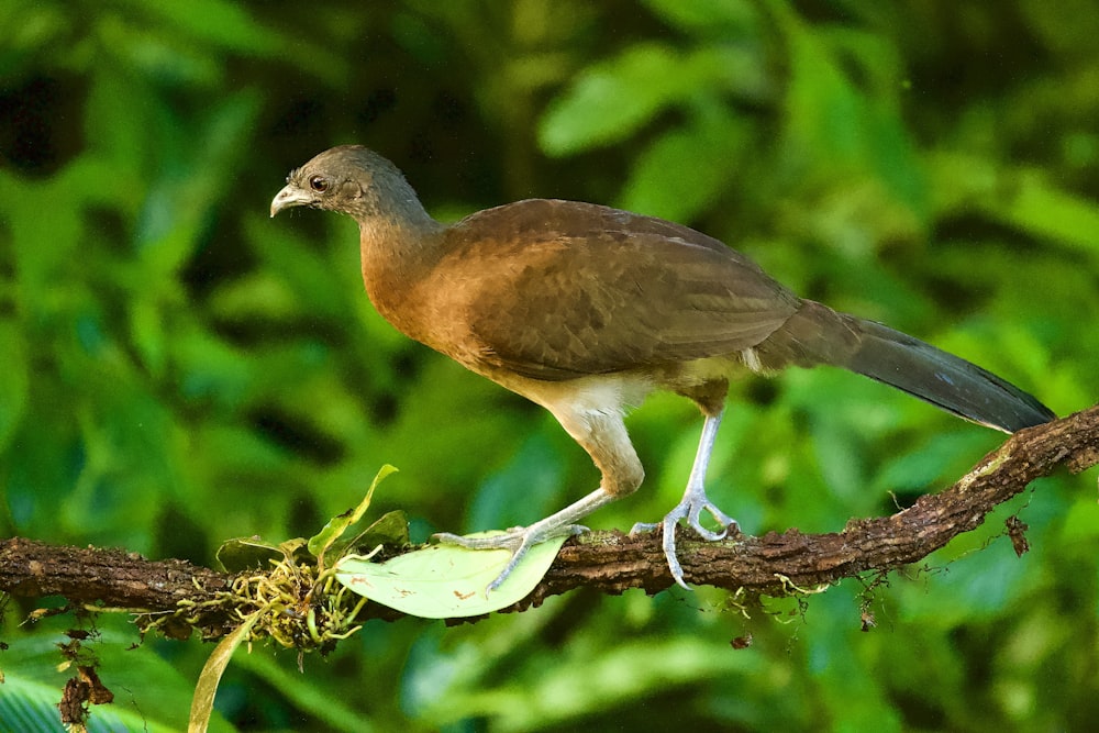 brown and gray bird on tree branch