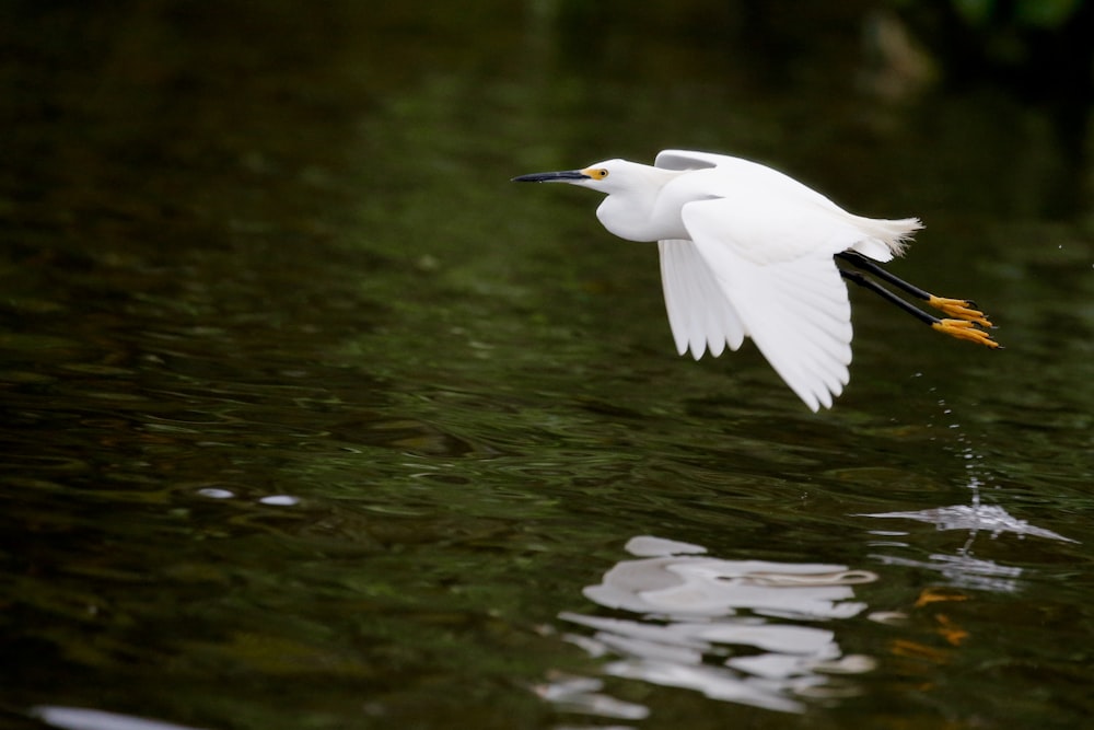 white bird on water during daytime