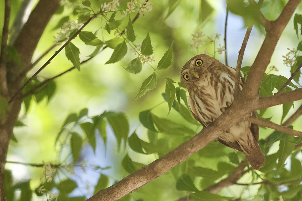 brown owl on tree branch during daytime