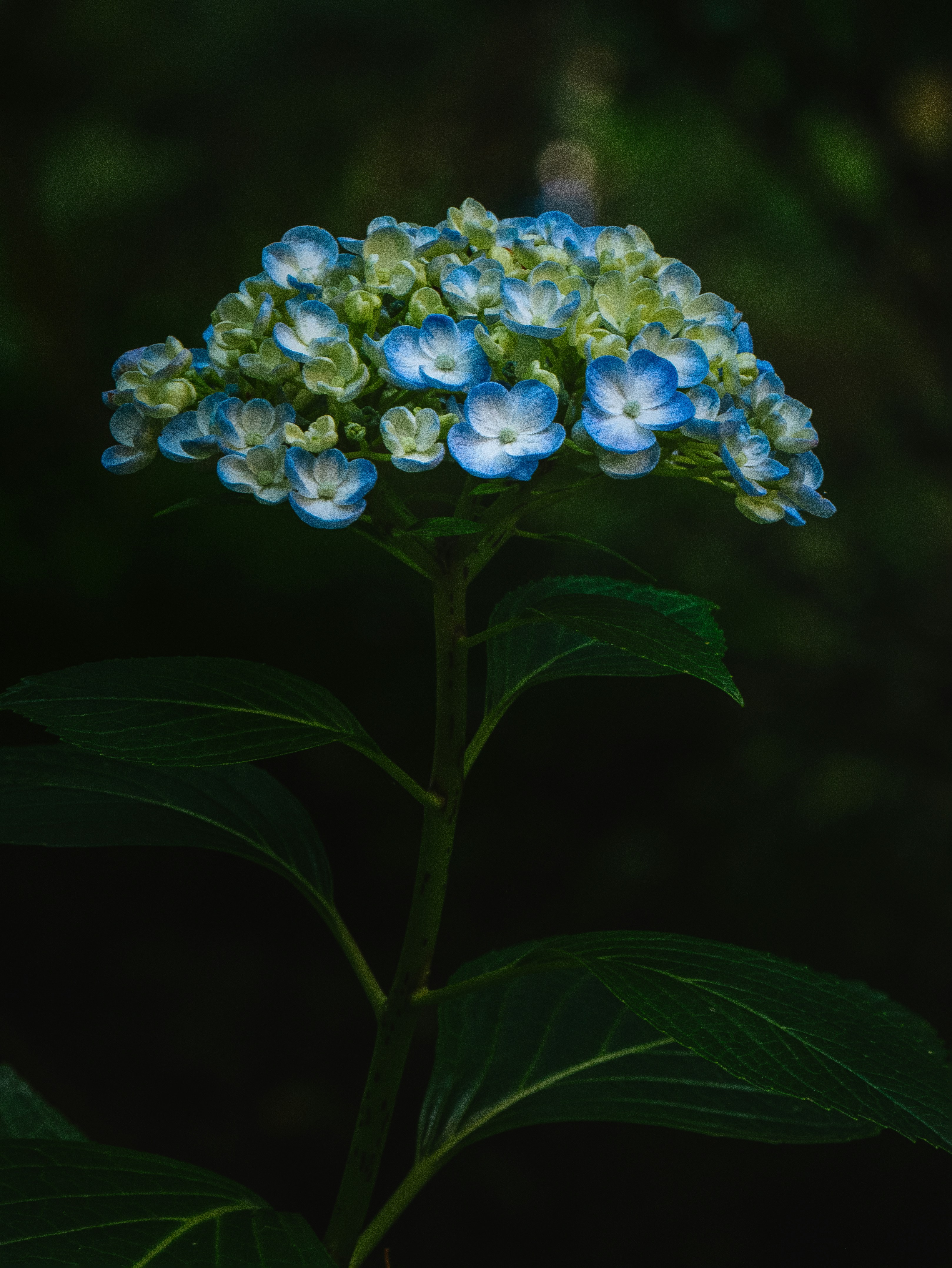 Photo by junelmujar