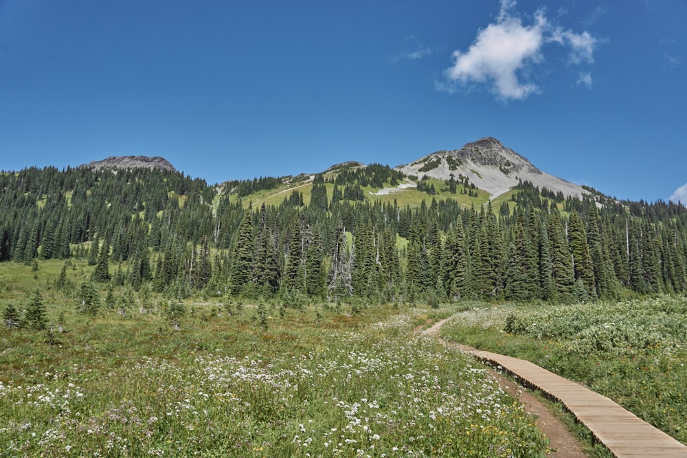 green pine trees near mountain under blue sky during daytime