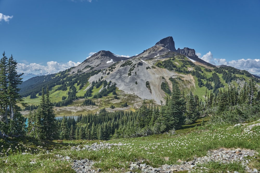 green trees on green grass field near mountain under blue sky during daytime