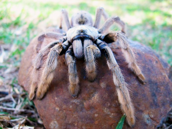 A large tarantula resting on a brown rock, with its long, hairy legs extended. The background consists of out-of-focus grass and natural surroundings, creating a natural habitat setting.