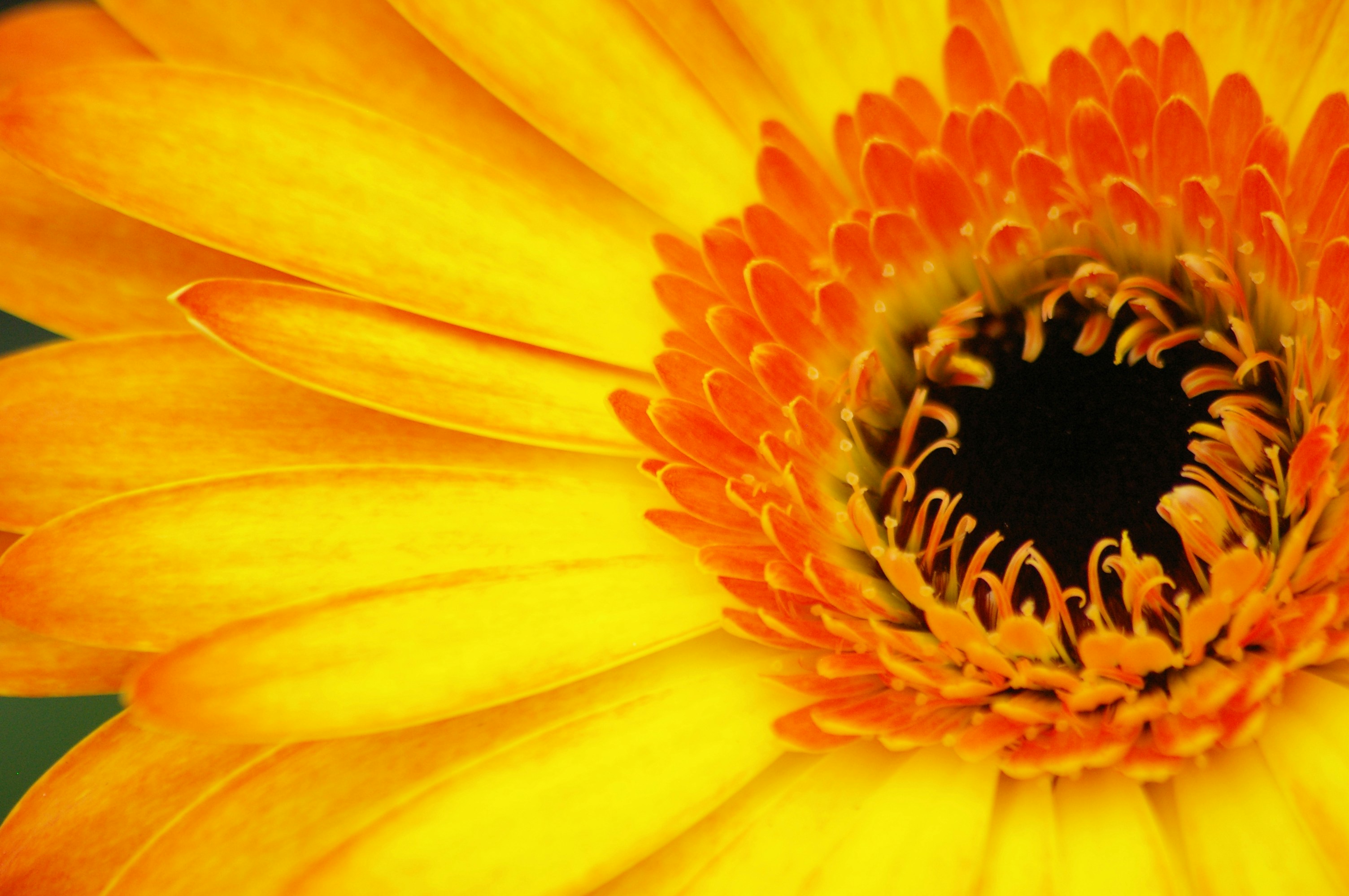 Photo by cesarroldan