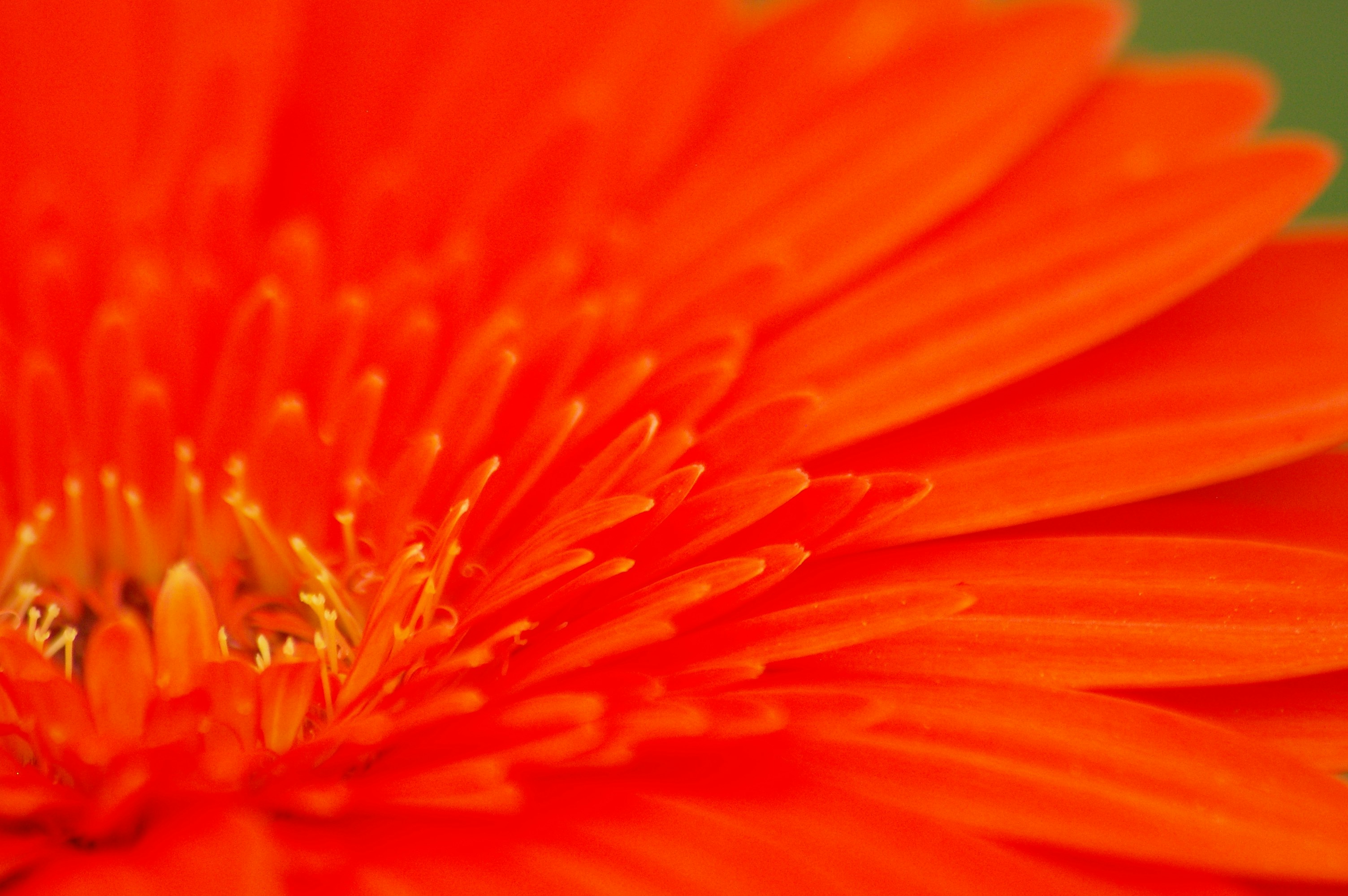 Photo by cesarroldan