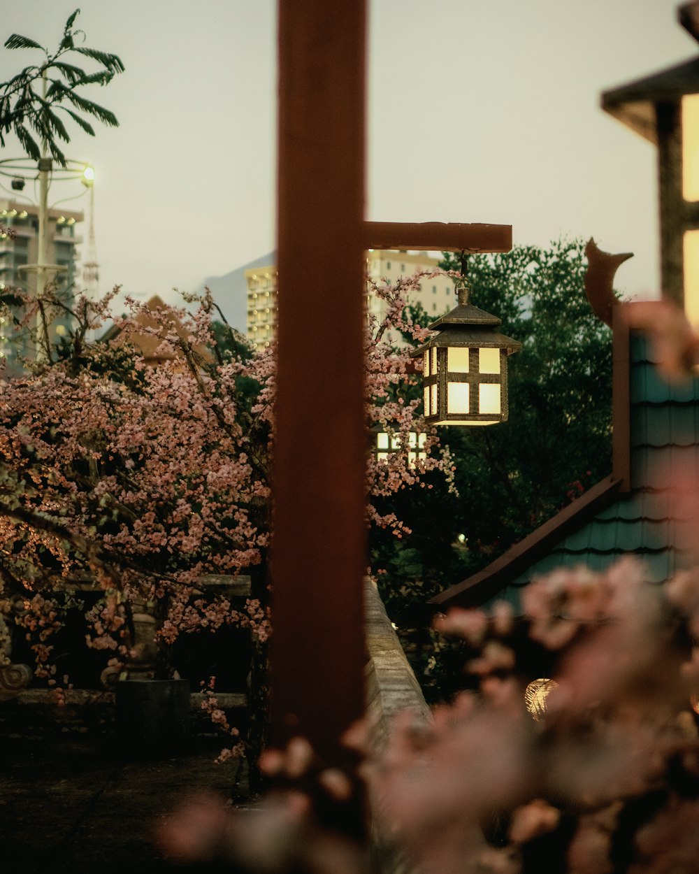 pink flowers near brown concrete building during daytime