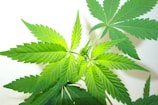 A close-up view of vibrant green cannabis leaves against a light background. The leaves have a serrated edge and a symmetrical, star-like arrangement. The light enhances the lush texture and vivid color of the leaves.