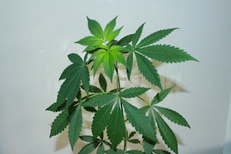 A green plant with several long, narrow, pointed leaves. Each leaf is comprised of multiple serrated leaflets radiating from a central stem, typical of the cannabis plant.