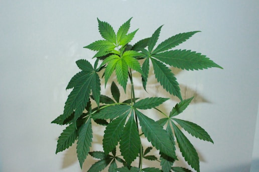 A green plant with several long, narrow, pointed leaves. Each leaf is comprised of multiple serrated leaflets radiating from a central stem, typical of the cannabis plant.
