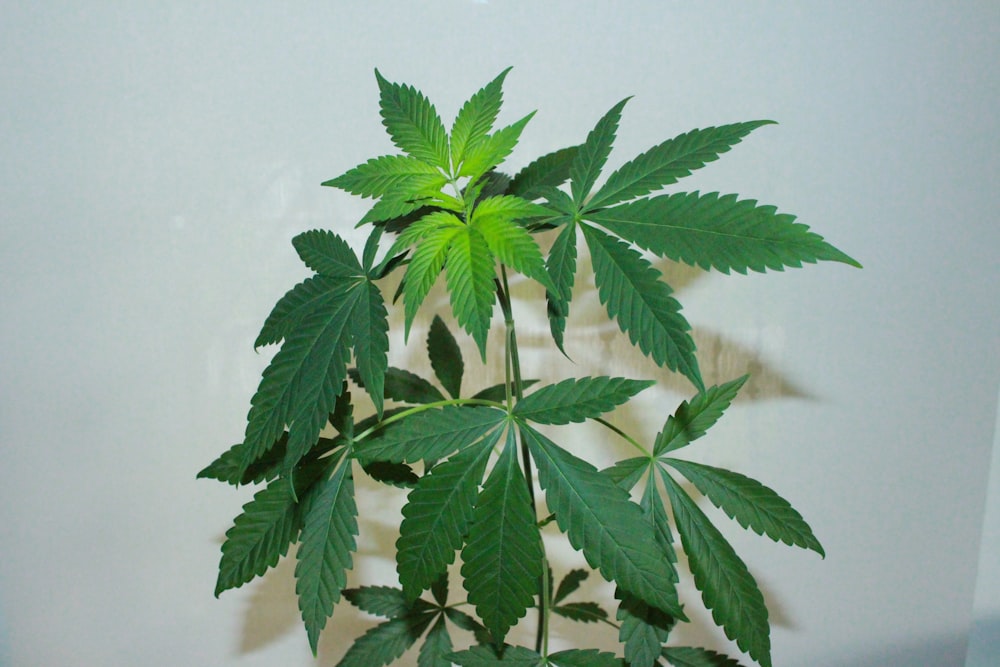 green leaf plant on white wall