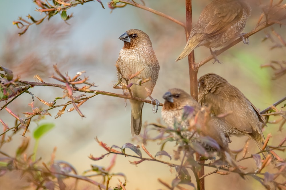 brown birds on brown tree branch during daytime