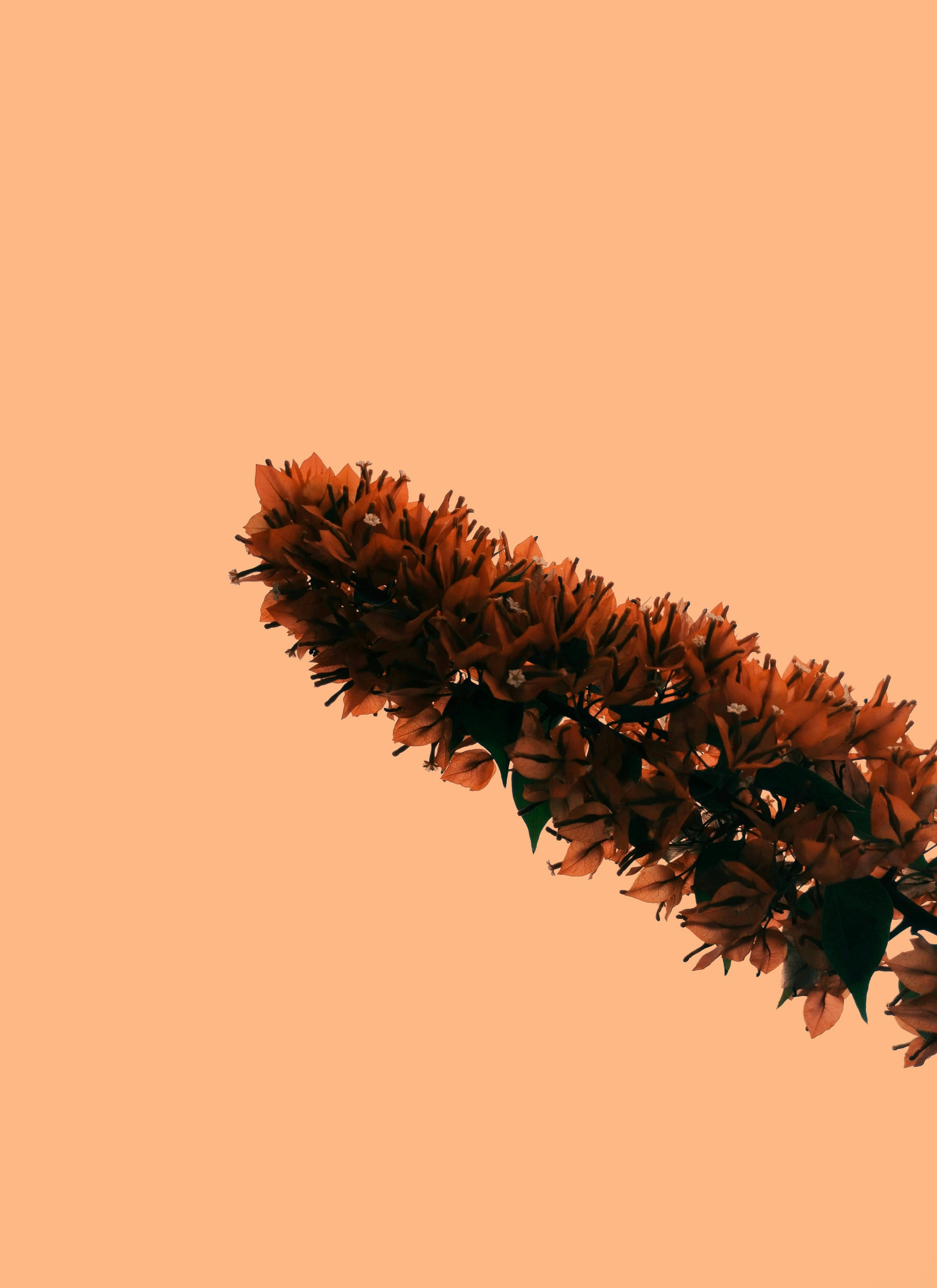 Planta marrón sobre fondo blanco