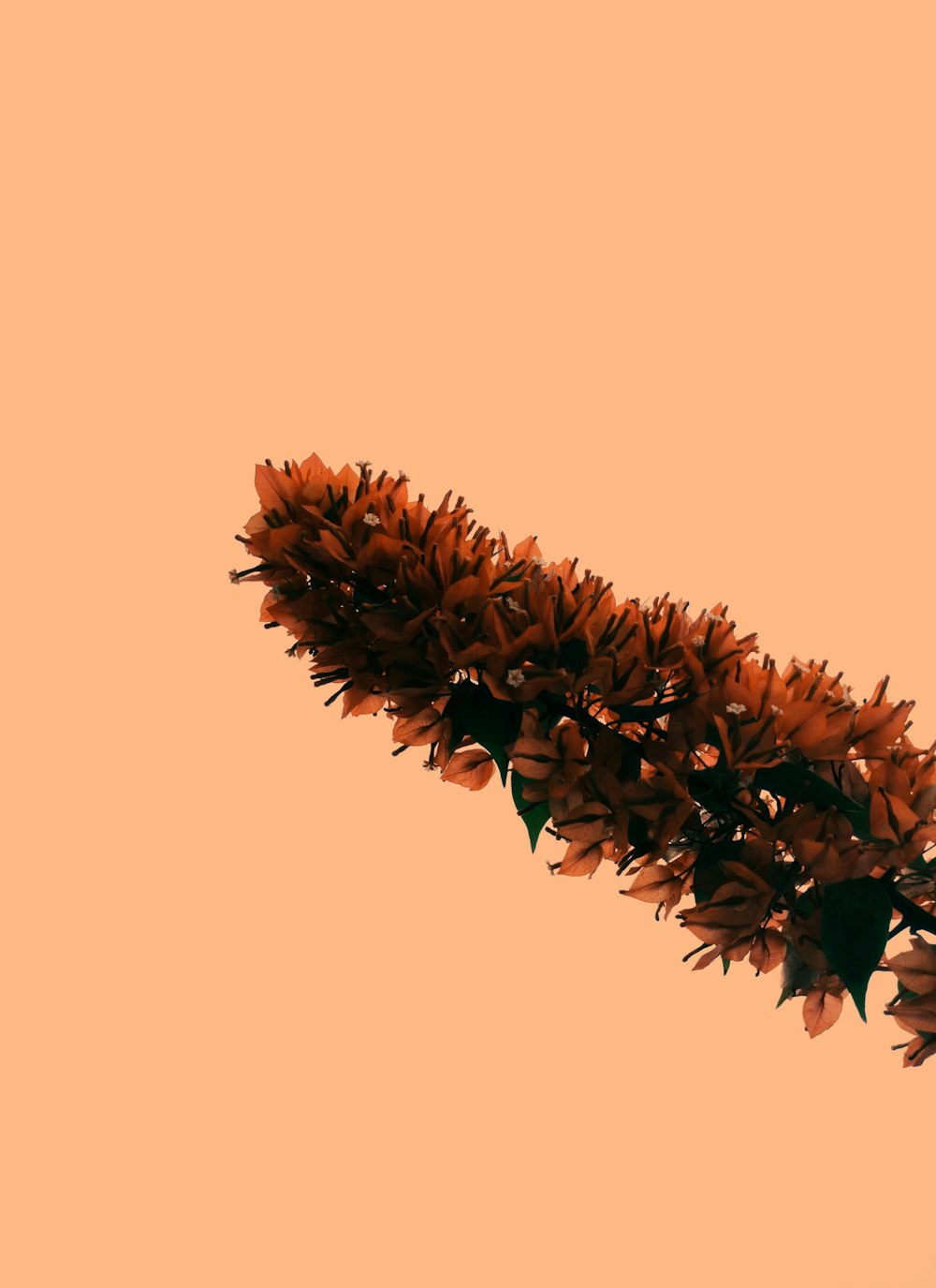 brown plant on white background