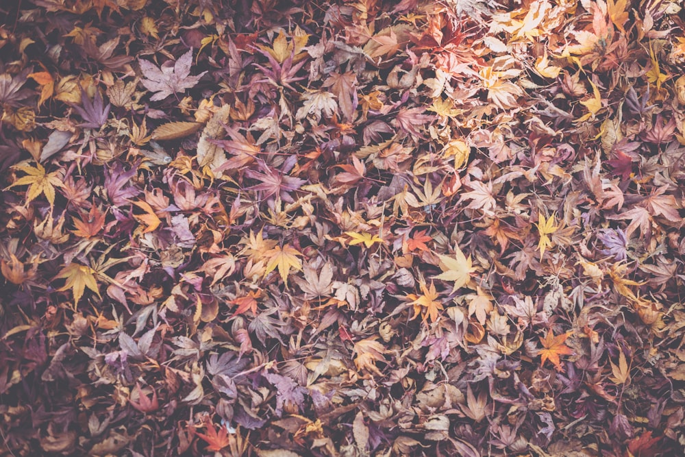 brown leaves on the ground