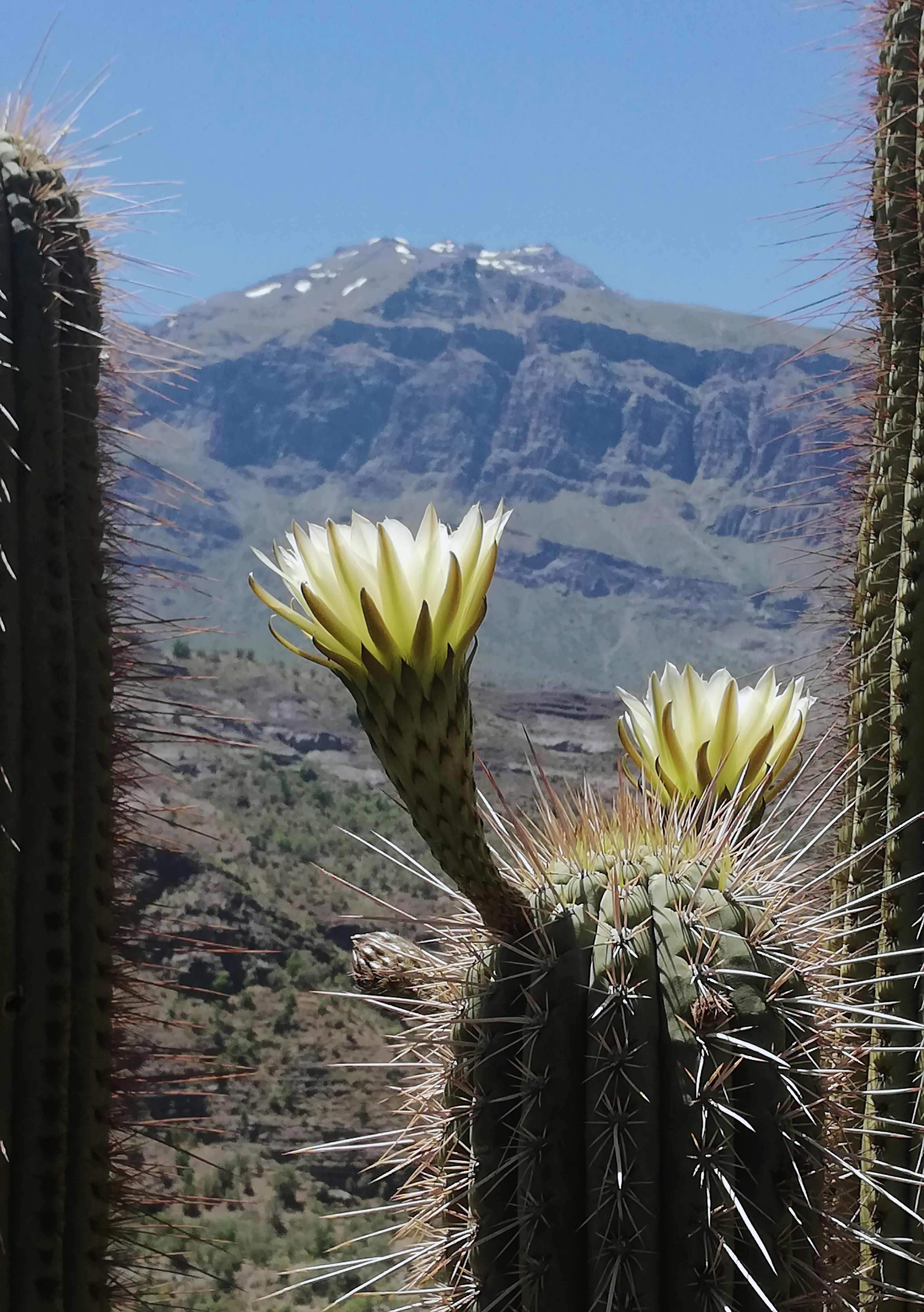 Cute tiny cactus: Golden Barrel Cactus, a radiant golden treasure