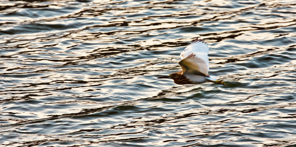 white bird flying over the water during daytime