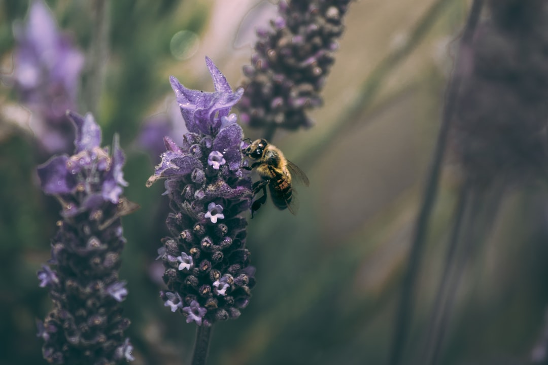 purple flower with bee in tilt shift lens