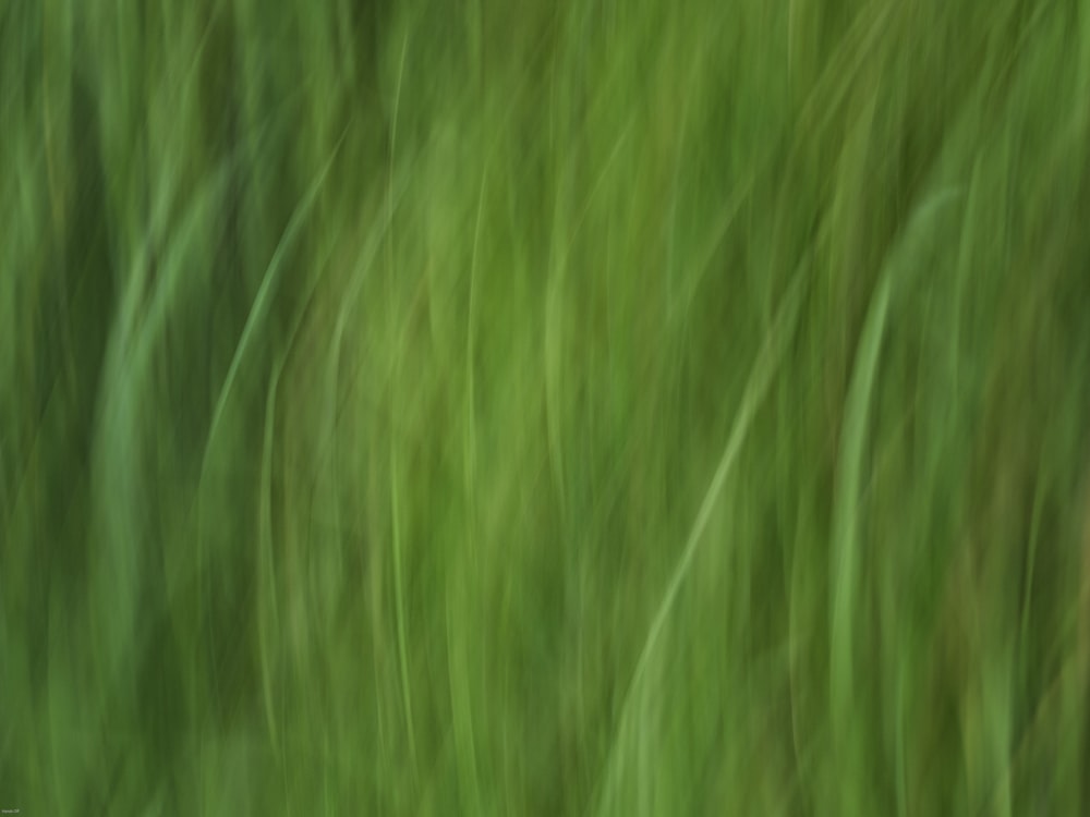 green grass field during daytime