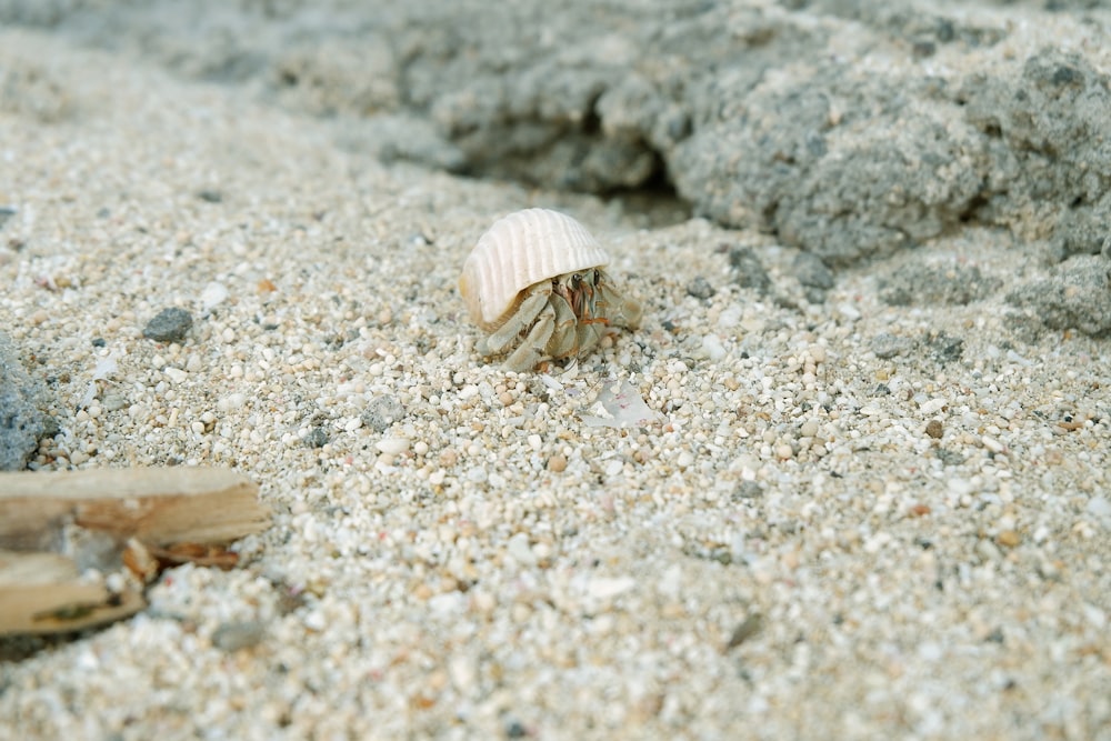brown and white crab on gray sand during daytime