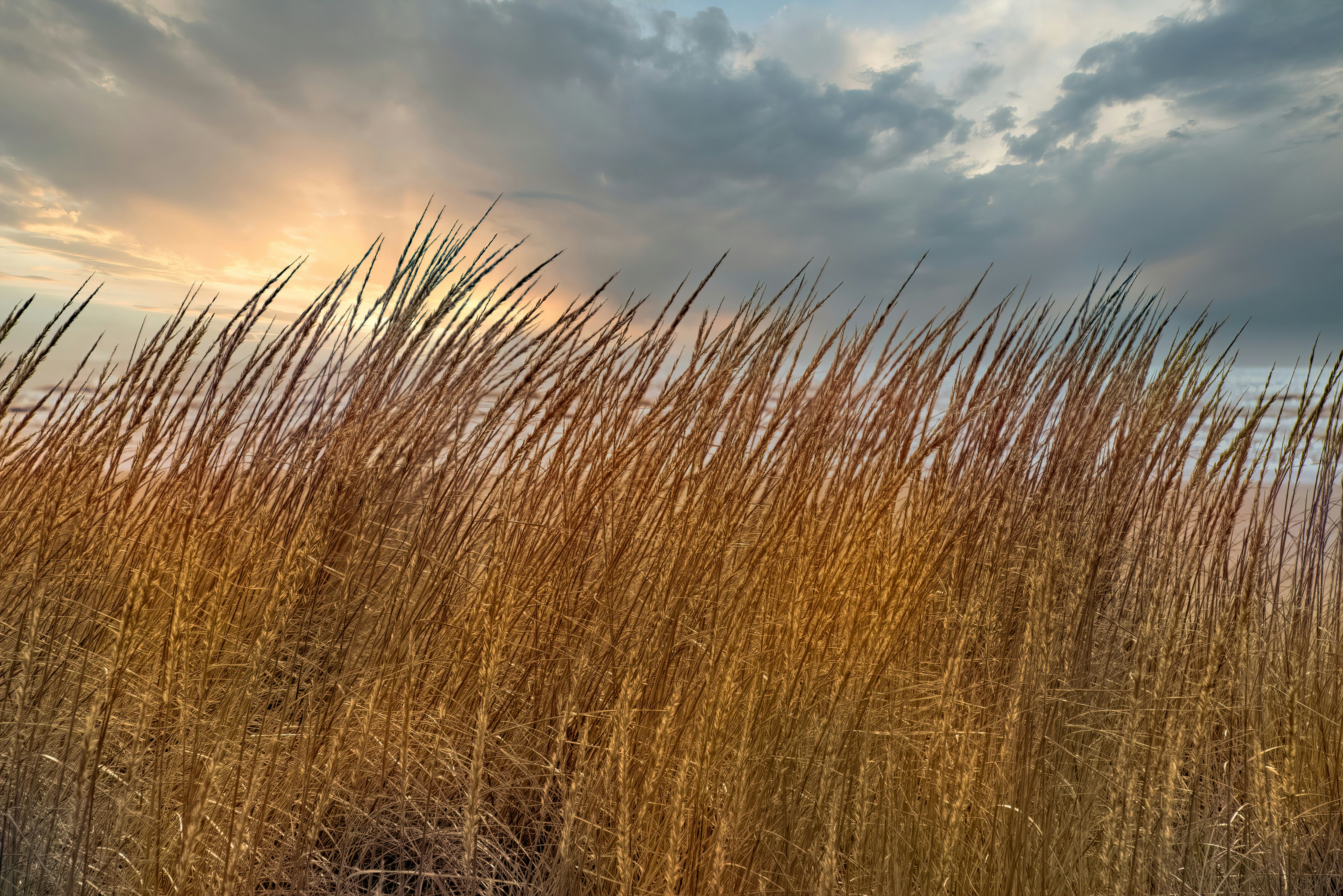 brown wheat field under cloudy sky during daytime