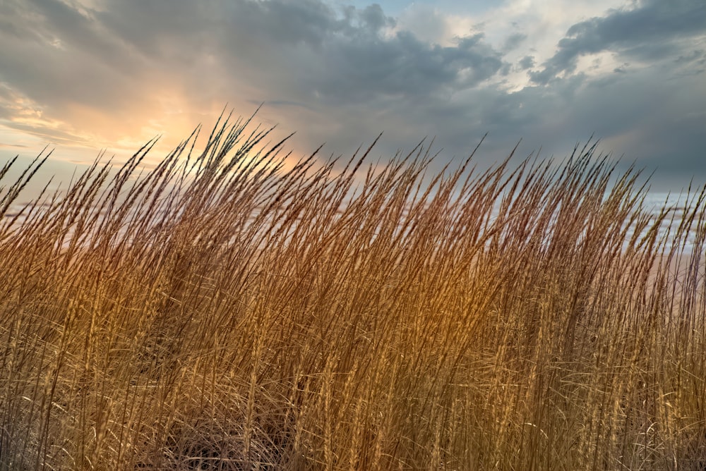 brown wheat field under cloudy sky during daytime