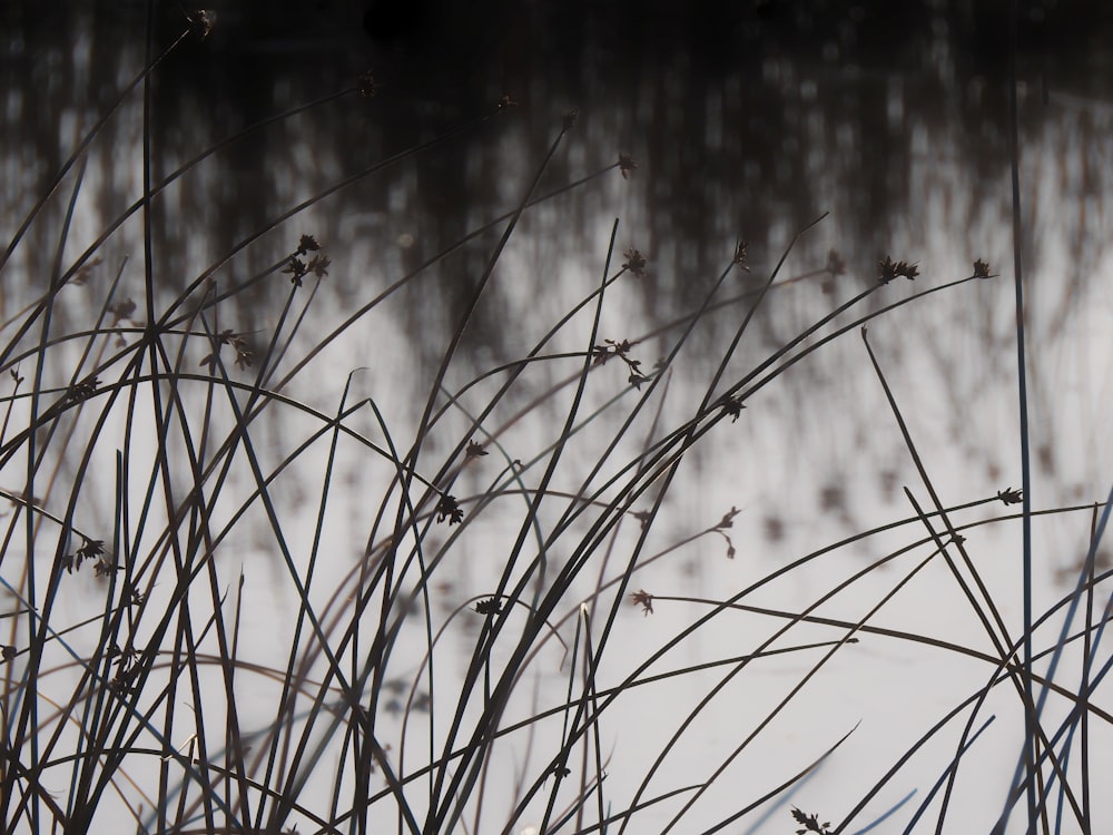 brown grass in close up photography