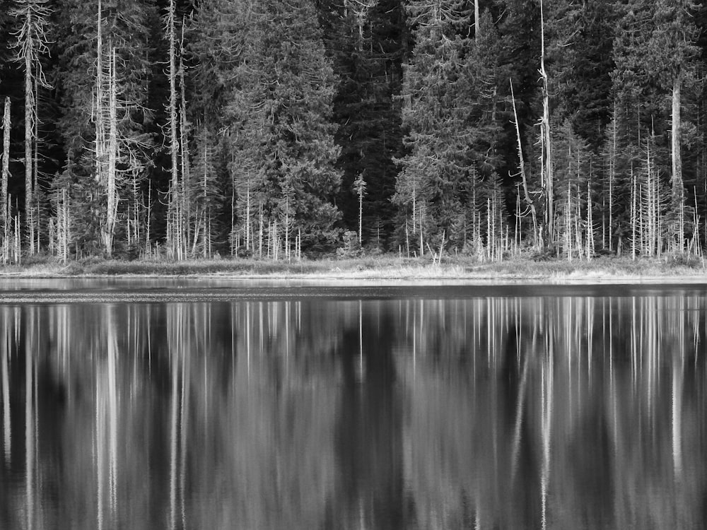 specchio d'acqua vicino agli alberi durante il giorno