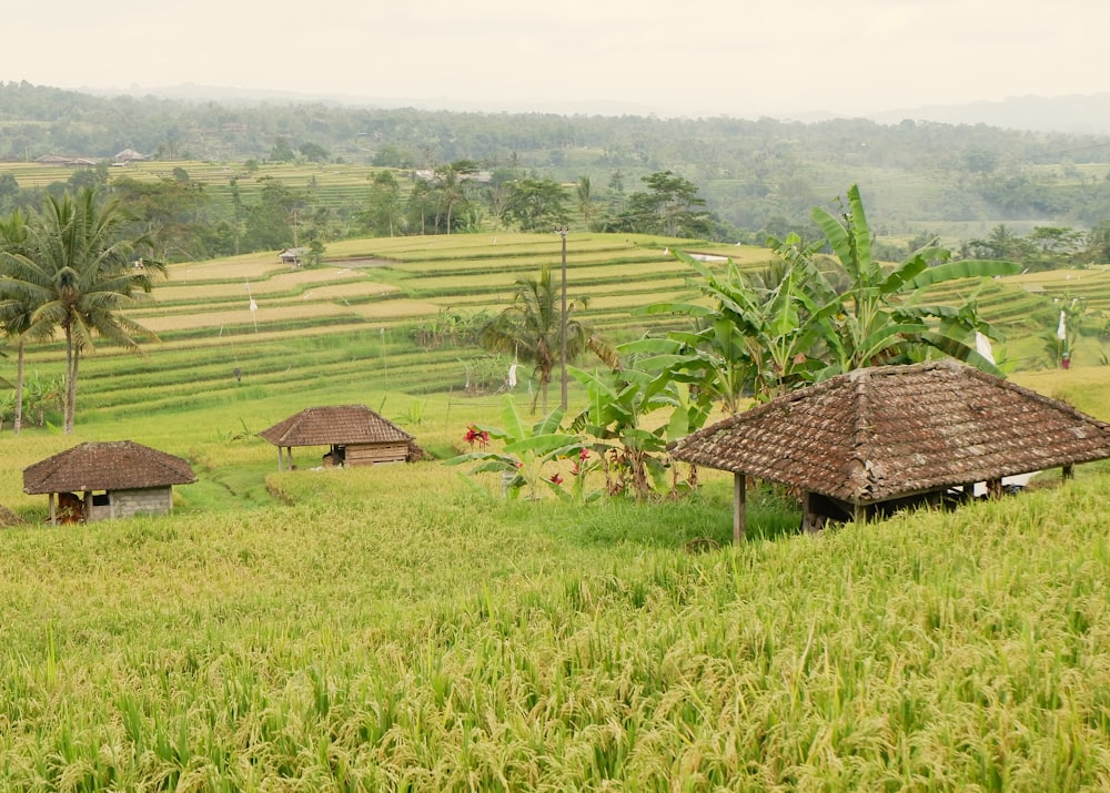 brown wooden house on green grass field during daytime