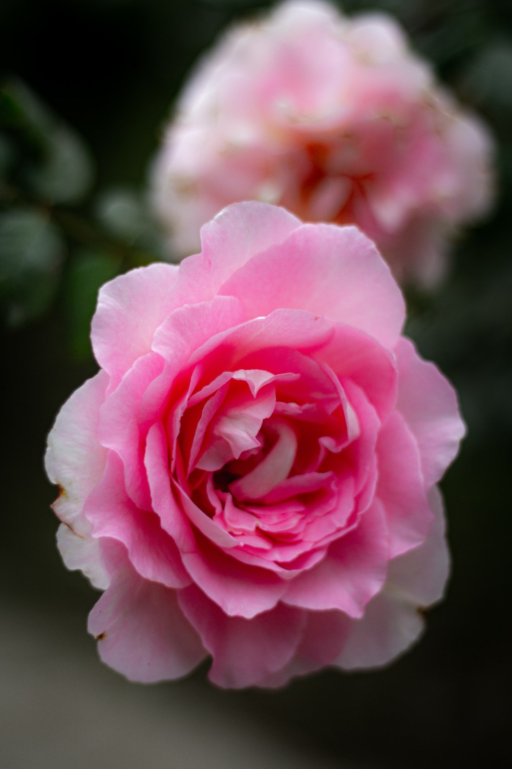 pink rose in bloom during daytime