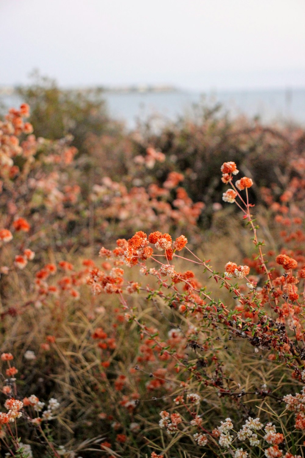 orange flowers in tilt shift lens