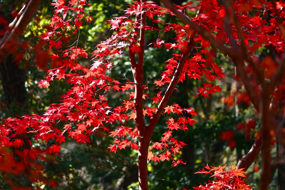 red and green maple tree