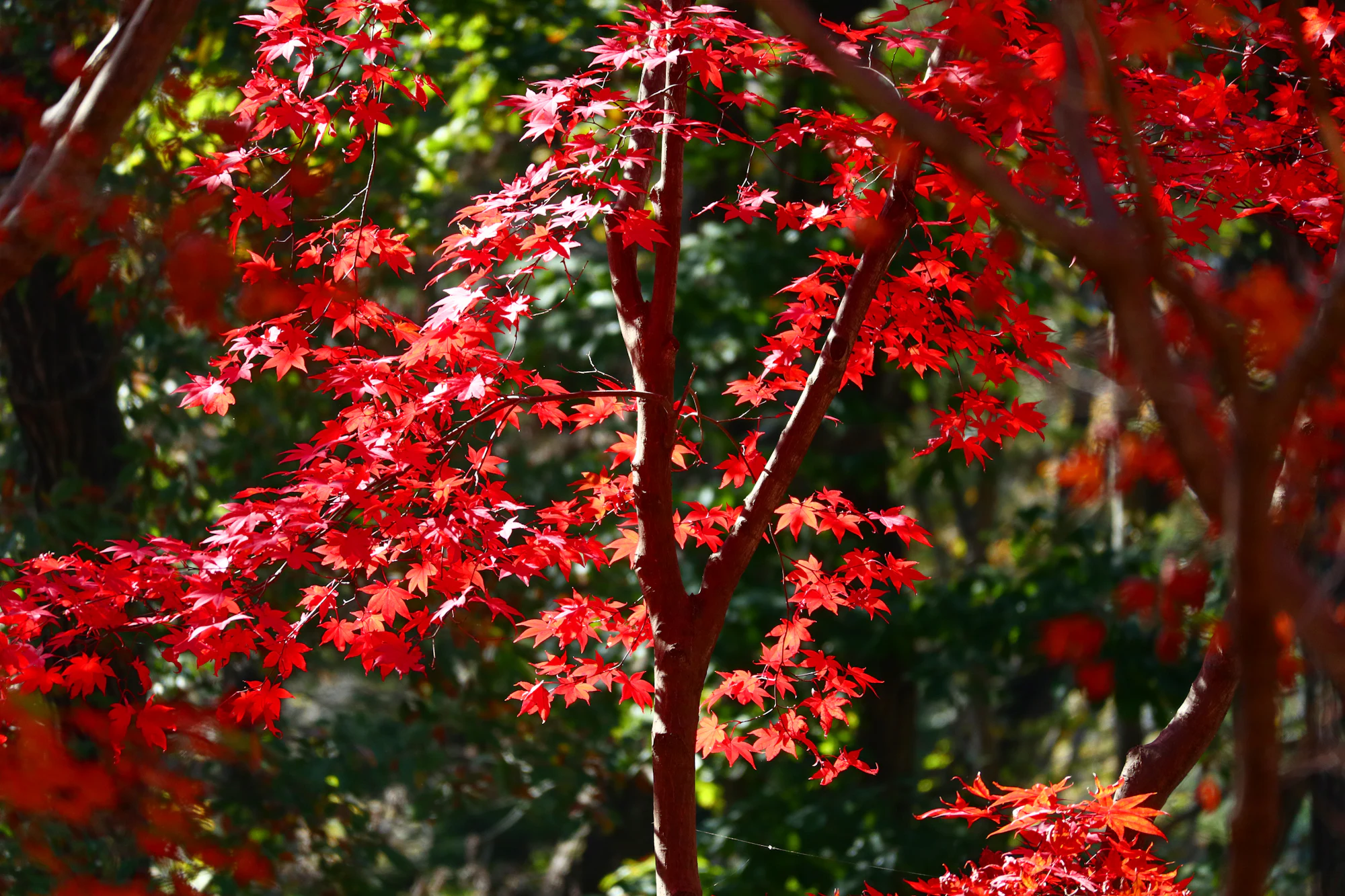 Érable rouge en automne au Japon