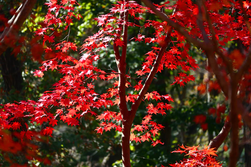 Érable rouge en automne au Japon