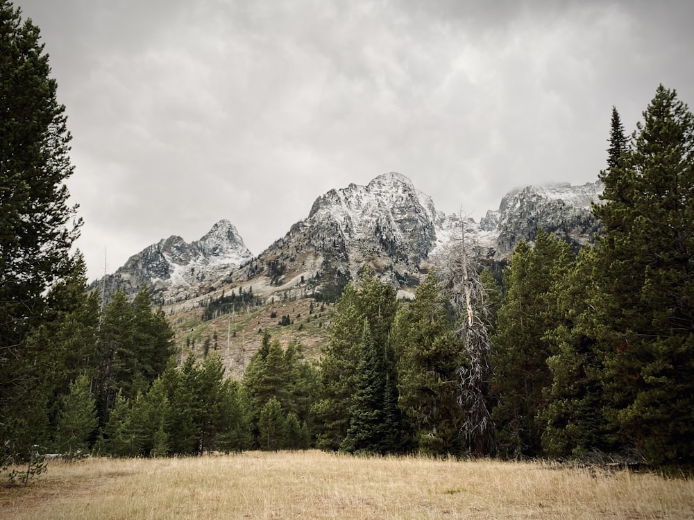 green trees near mountain under white sky during daytime