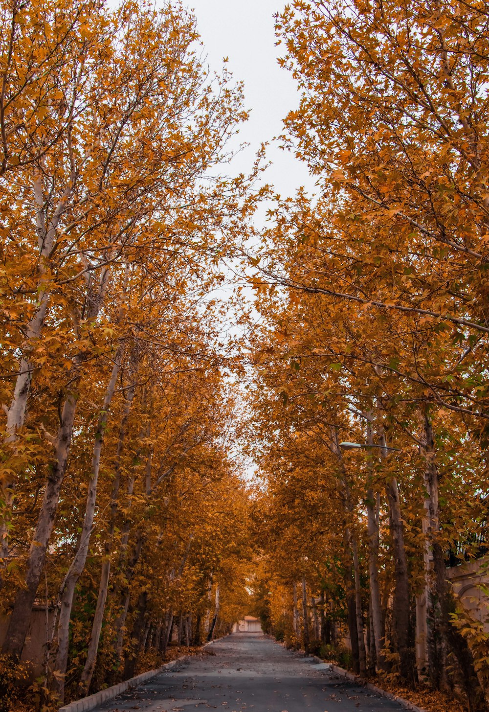 brown trees under white sky during daytime