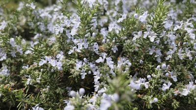 Dense foliage of a rosemary plant filled with small, delicate light purple flowers and green needle-like leaves.