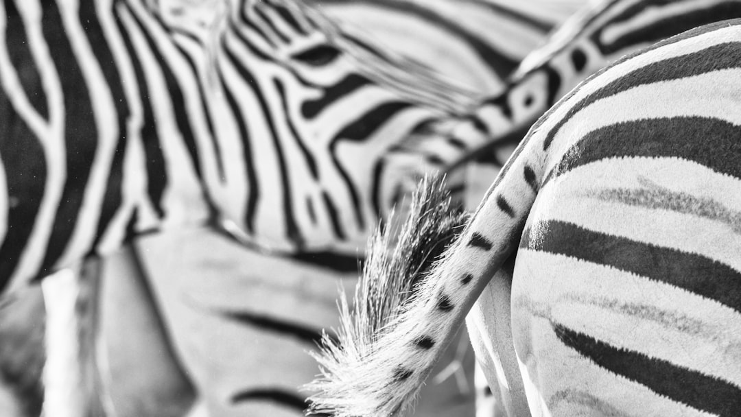 black and white zebra feather