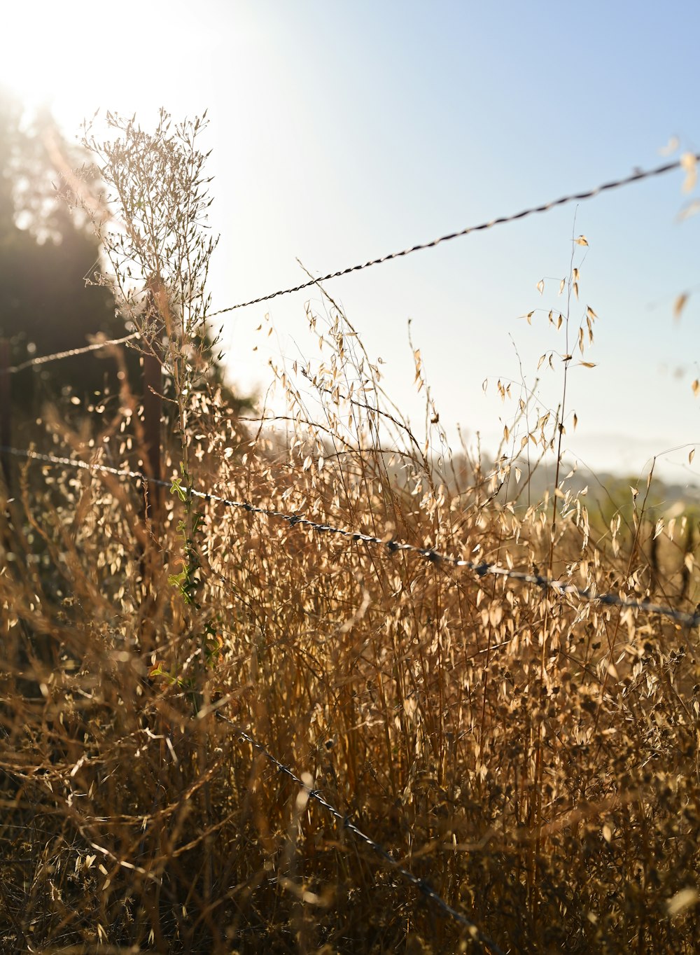 brown grass field during daytime