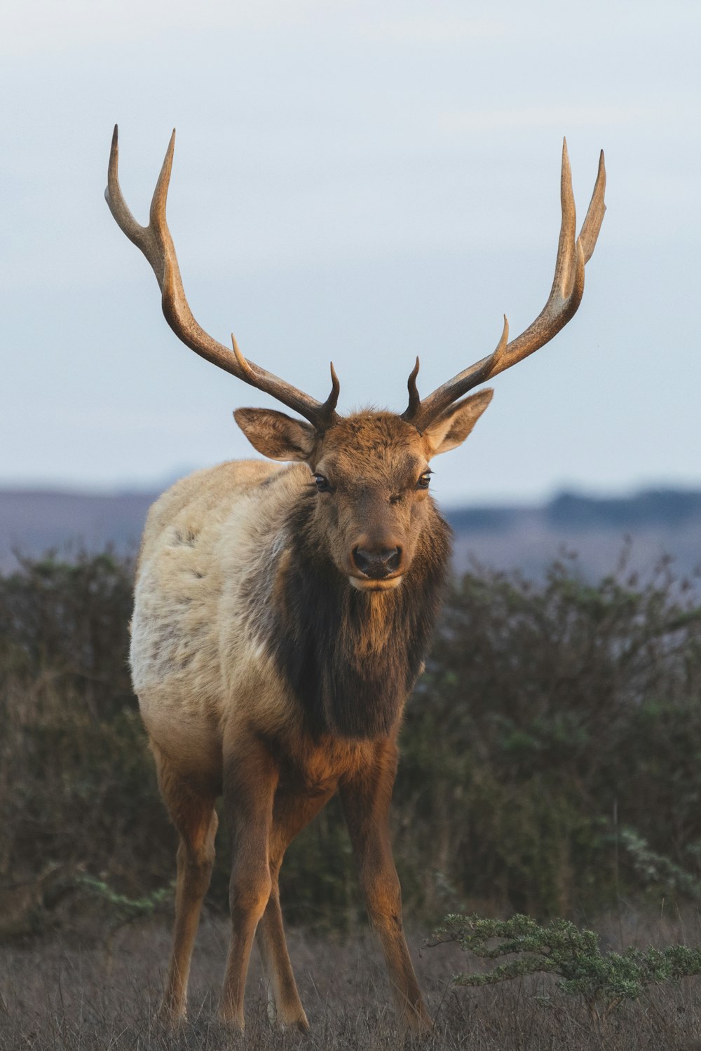 brown deer on green grass during daytime