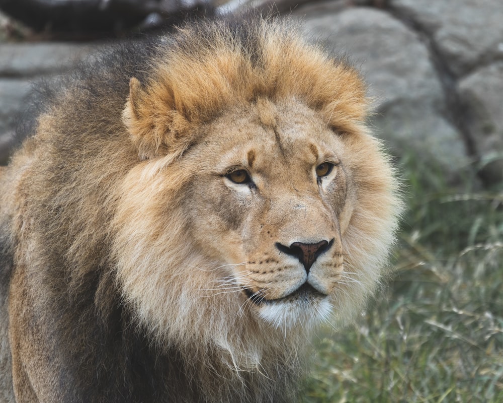 brown lion lying on green grass during daytime