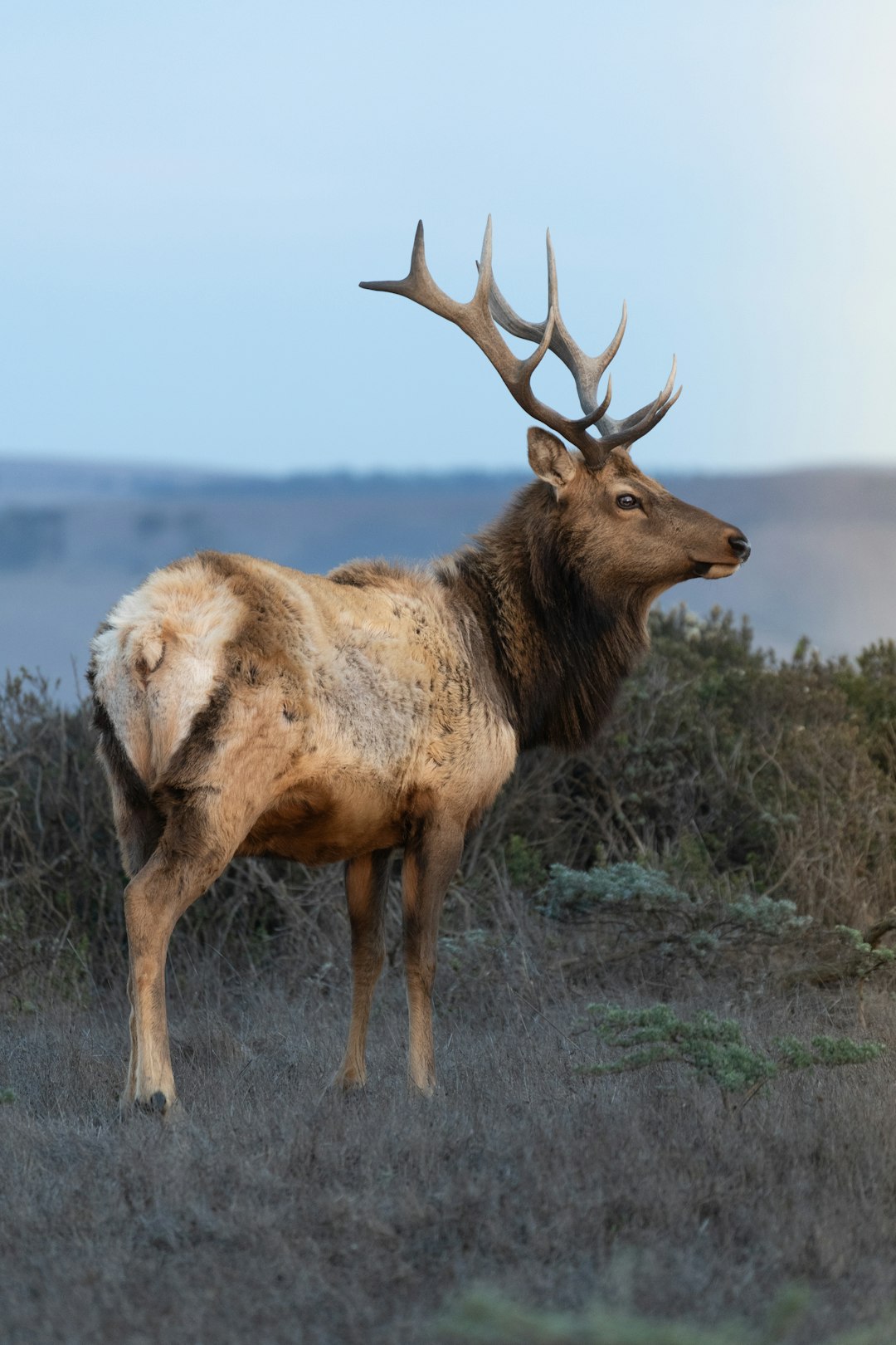 brown ram on green grass during daytime