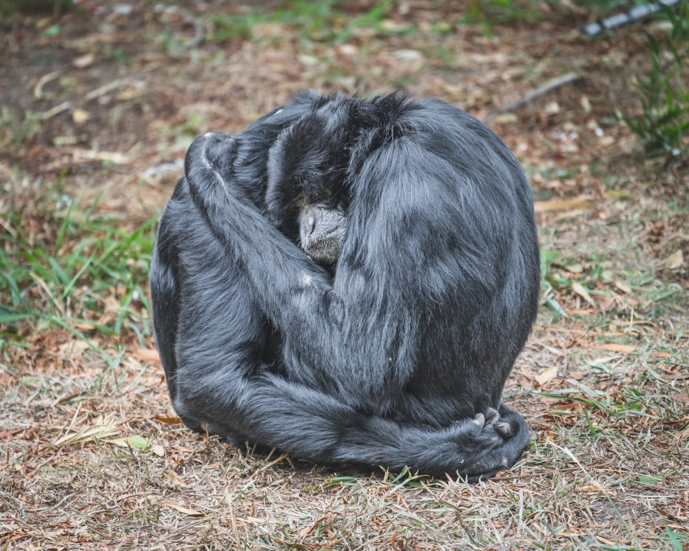 black monkey on brown soil