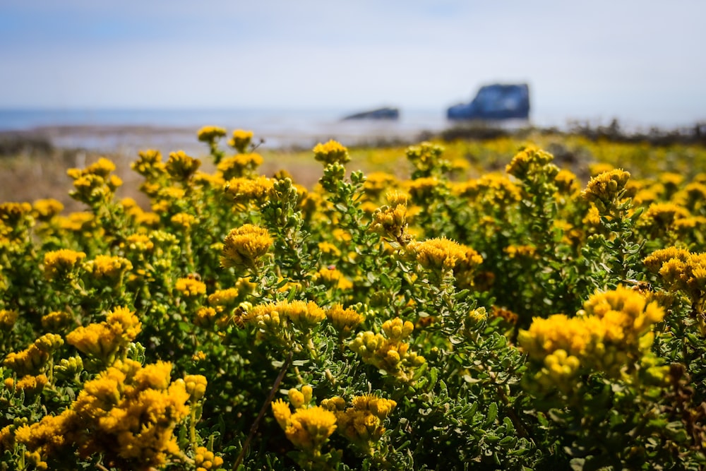 yellow flower field during daytime