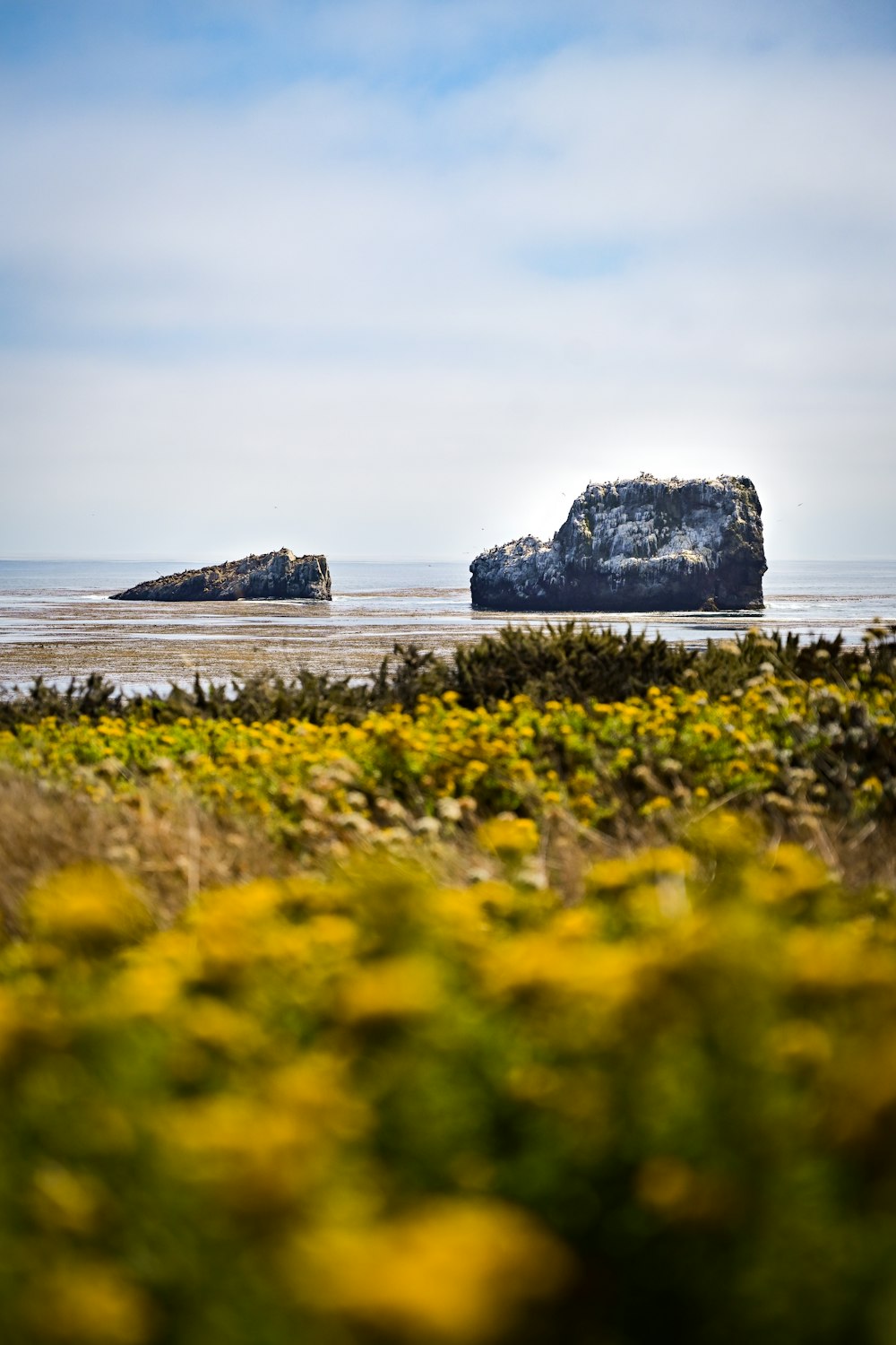 yellow flower field near sea during daytime