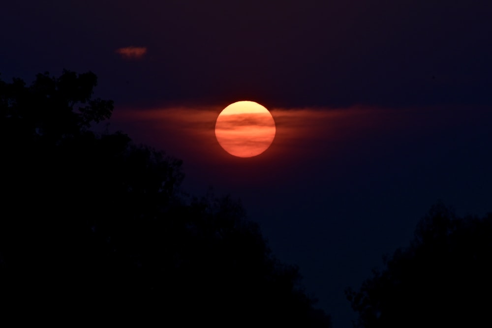 silhouette of trees during sunset