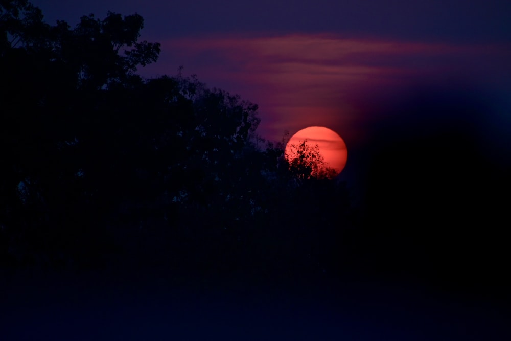 silhouette d’arbres au coucher du soleil