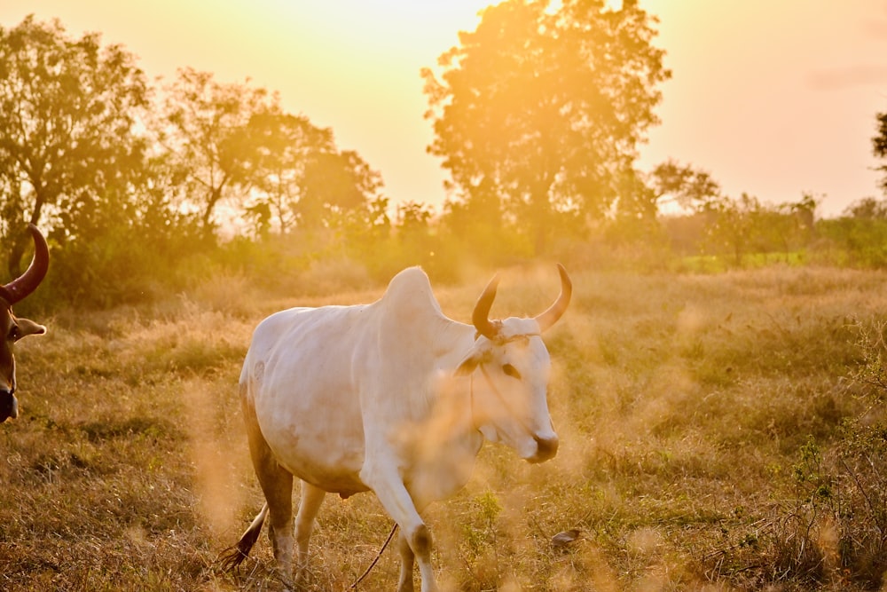 Vache blanche sur un champ d’herbe brune pendant la journée